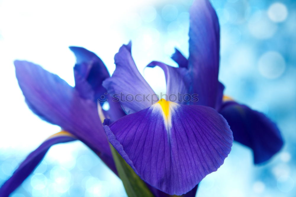 Similar – Blaue Akelei-Blüten