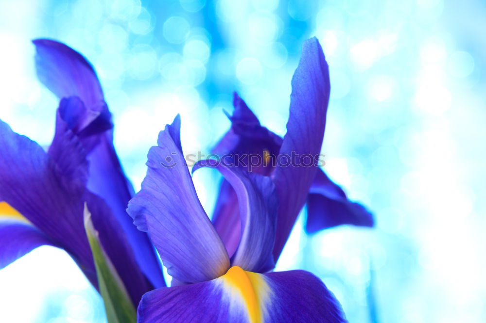 Similar – Blaue Akelei-Blüten