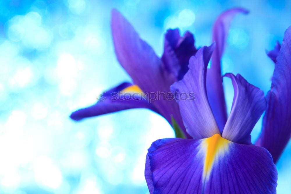 Similar – Image, Stock Photo blue flowers the hydrangea