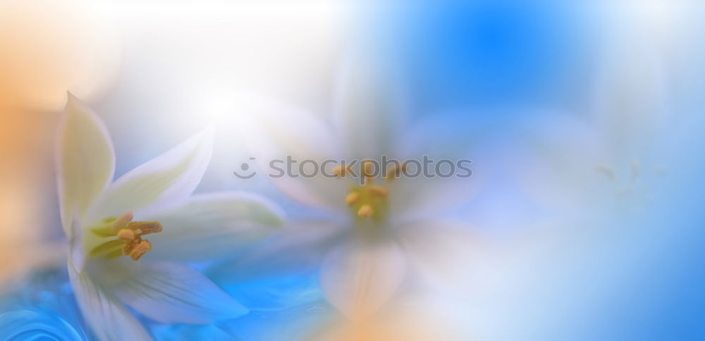 Similar – Image, Stock Photo blue flowers the hydrangea