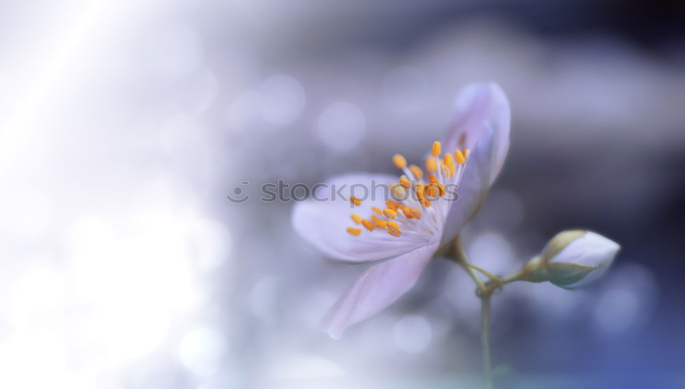 Similar – mauve Plant Spring Flower