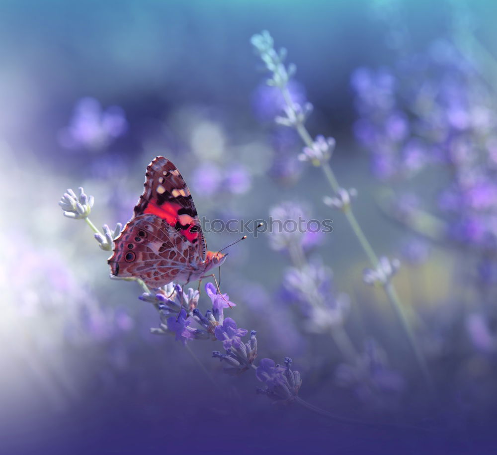 Similar – White Peacock Anartia Jatrophae