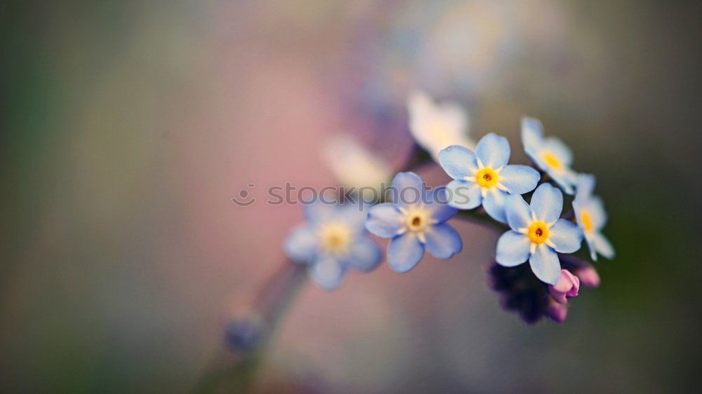 Similar – blue flowers Nature Plant