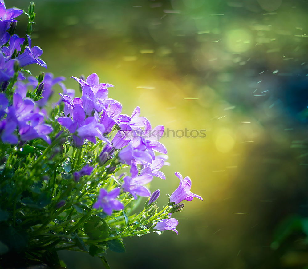 Similar – Image, Stock Photo Purple wildflower