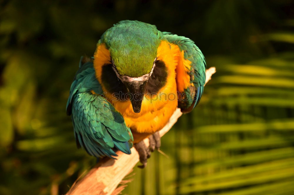 Parrot in a tree Exotic