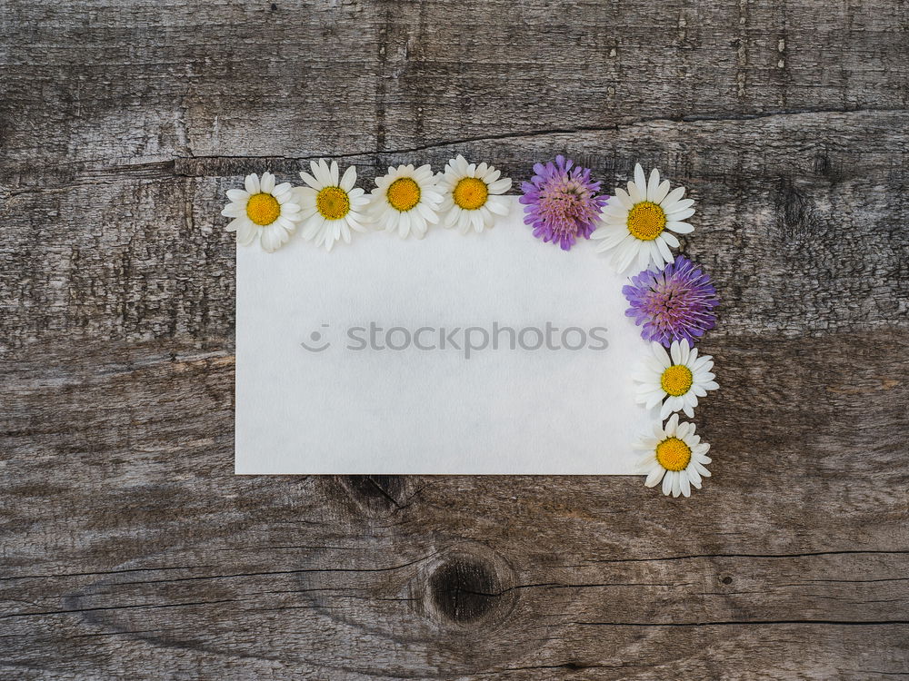 Similar – Image, Stock Photo daisy flower plant petals