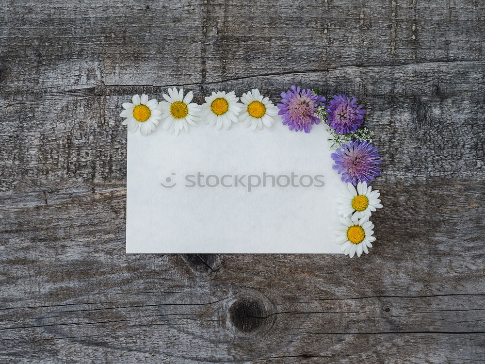 Similar – Image, Stock Photo daisy flower plant petals