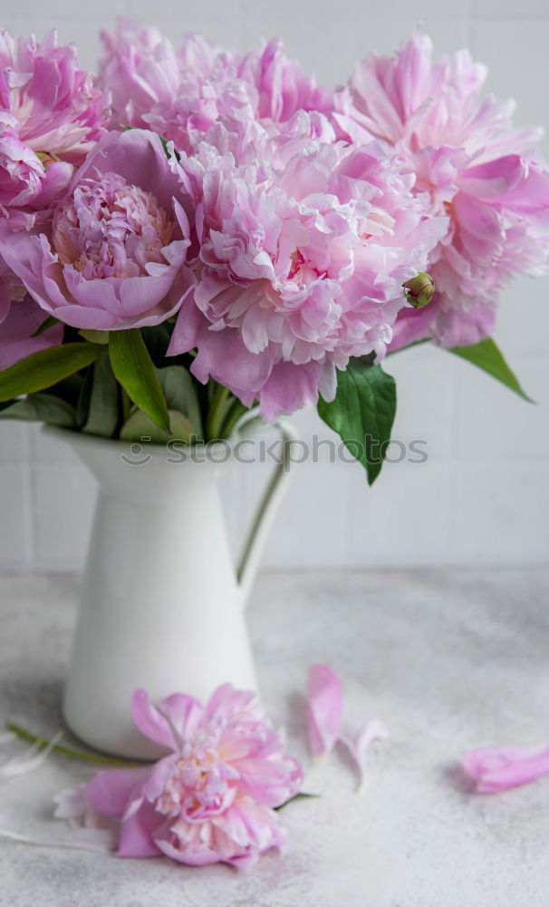 Similar – peonies Pink Flower