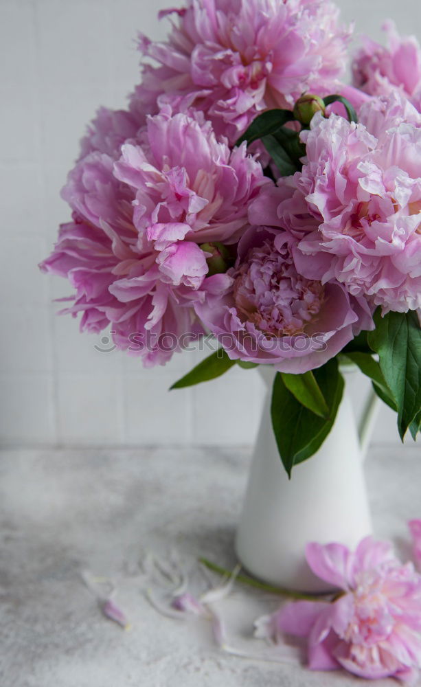 Similar – peonies Pink Flower