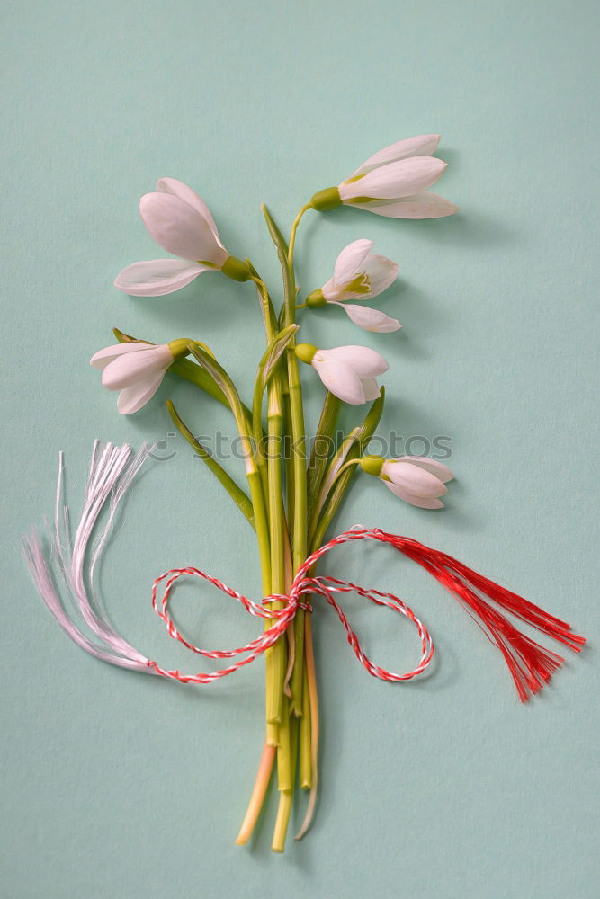 Similar – Foto Bild Drei abgeschnittene Ableger einer Pflanze mit rosa-grün gefärbten Blätter liegen auf dem Brett.
