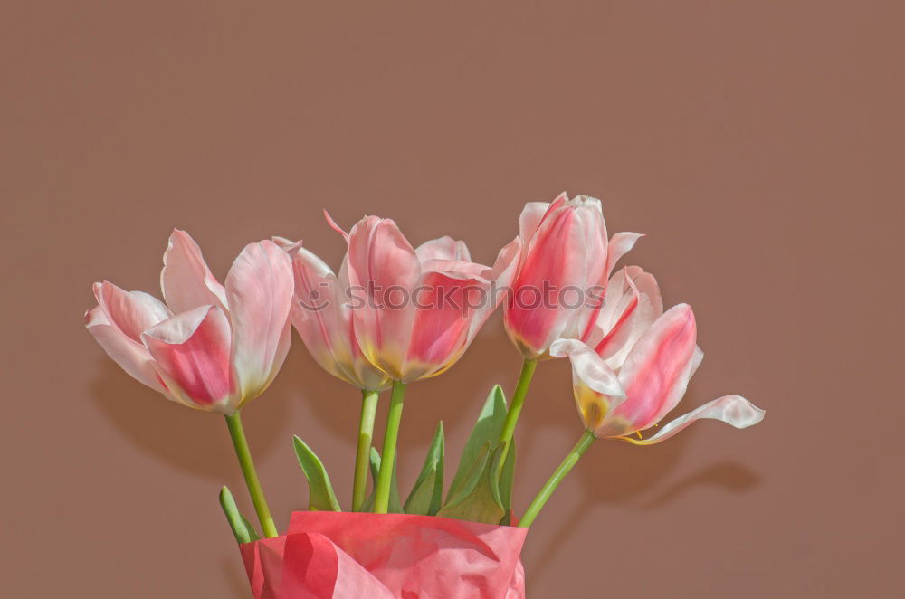 Similar – Wet Pink Tulip Flowers In Vase