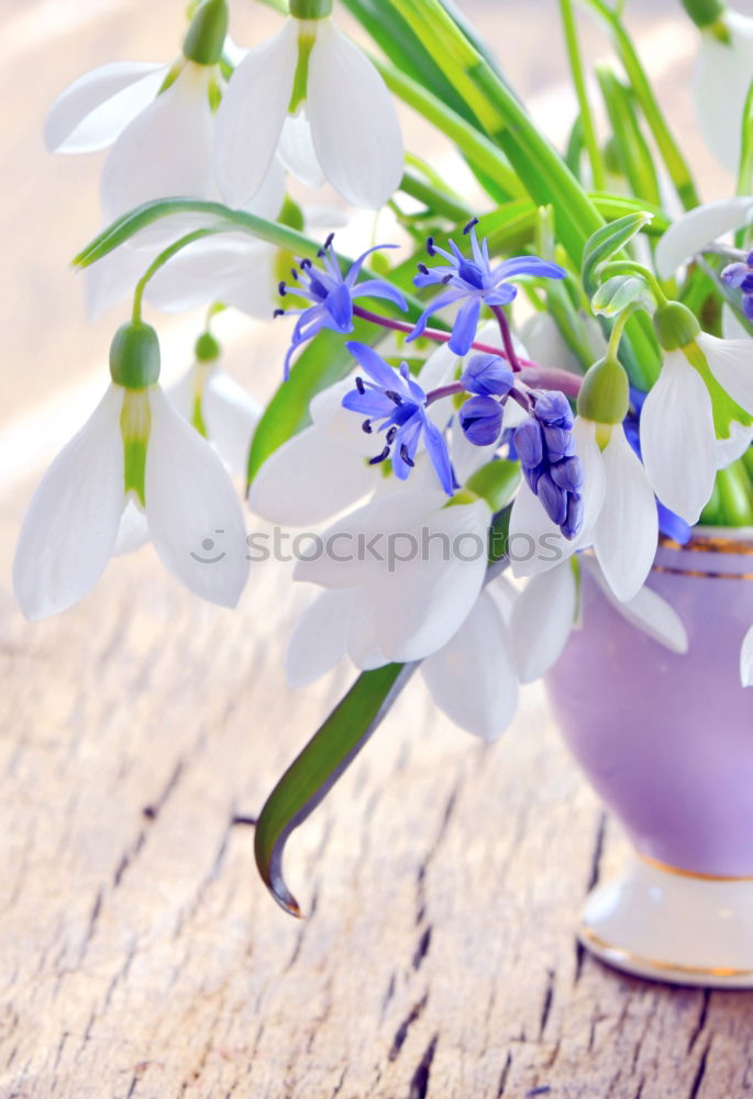 Similar – Image, Stock Photo Watering can with plants and flowers on a garden table