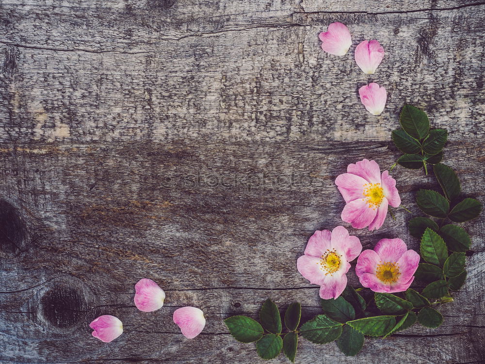 Similar – Foto Bild bouquet Gänseblümchen