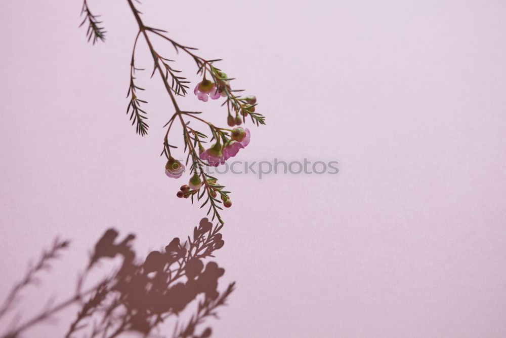 Similar – Image, Stock Photo Lamprocapnos Nature Plant