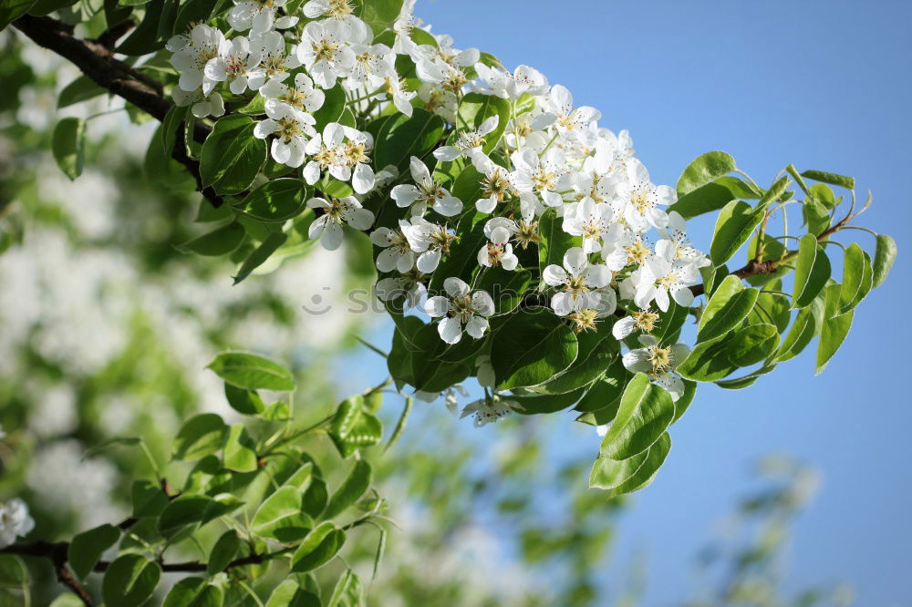 Similar – Image, Stock Photo tree blossoms Spring Tree