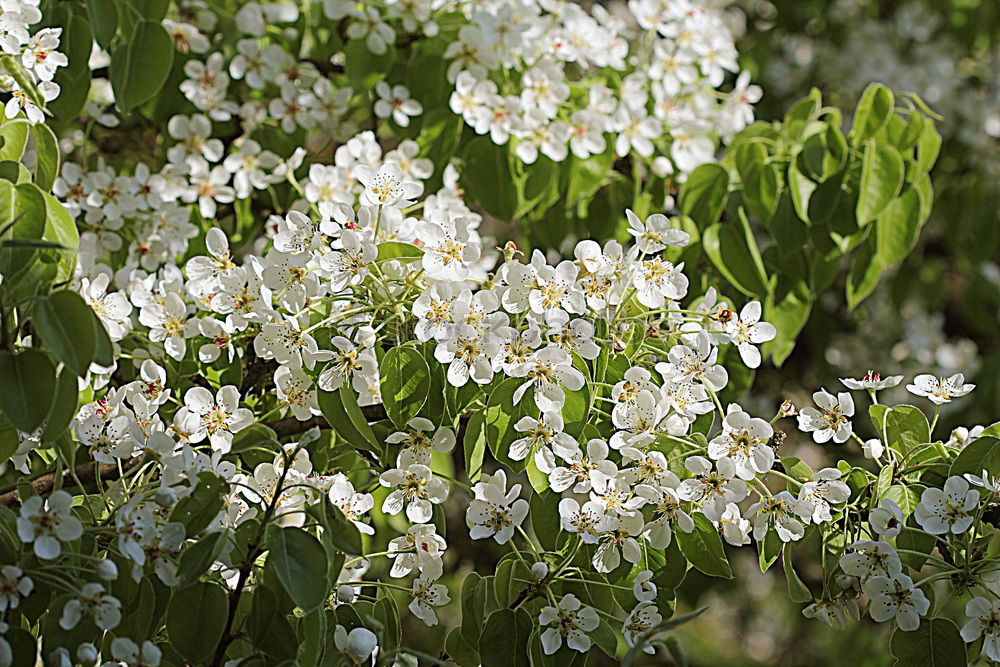 Similar – Foto Bild Edelweiss Gesundheit