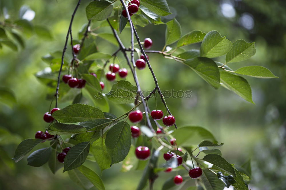 Similar – Image, Stock Photo Flashed rose hips Garden