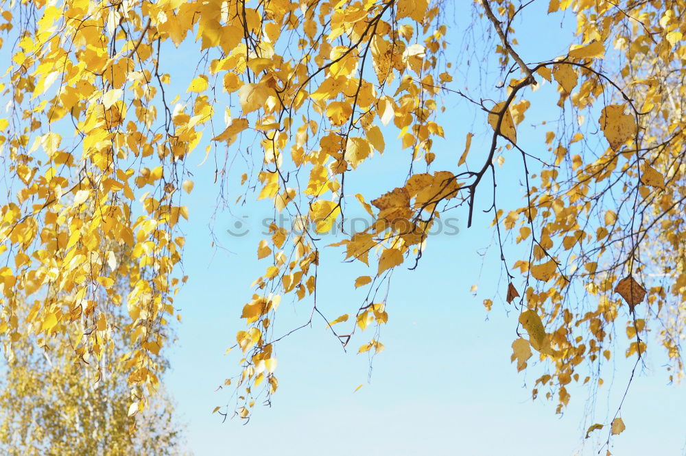 Similar – birch Nature Autumn Tree