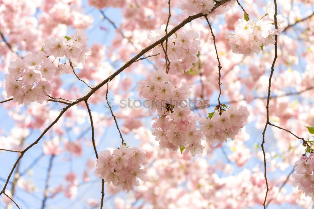 Similar – Sakura II Cherry blossom