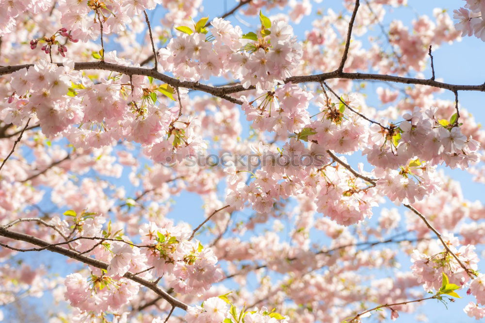 Similar – Sakura I Cherry blossom