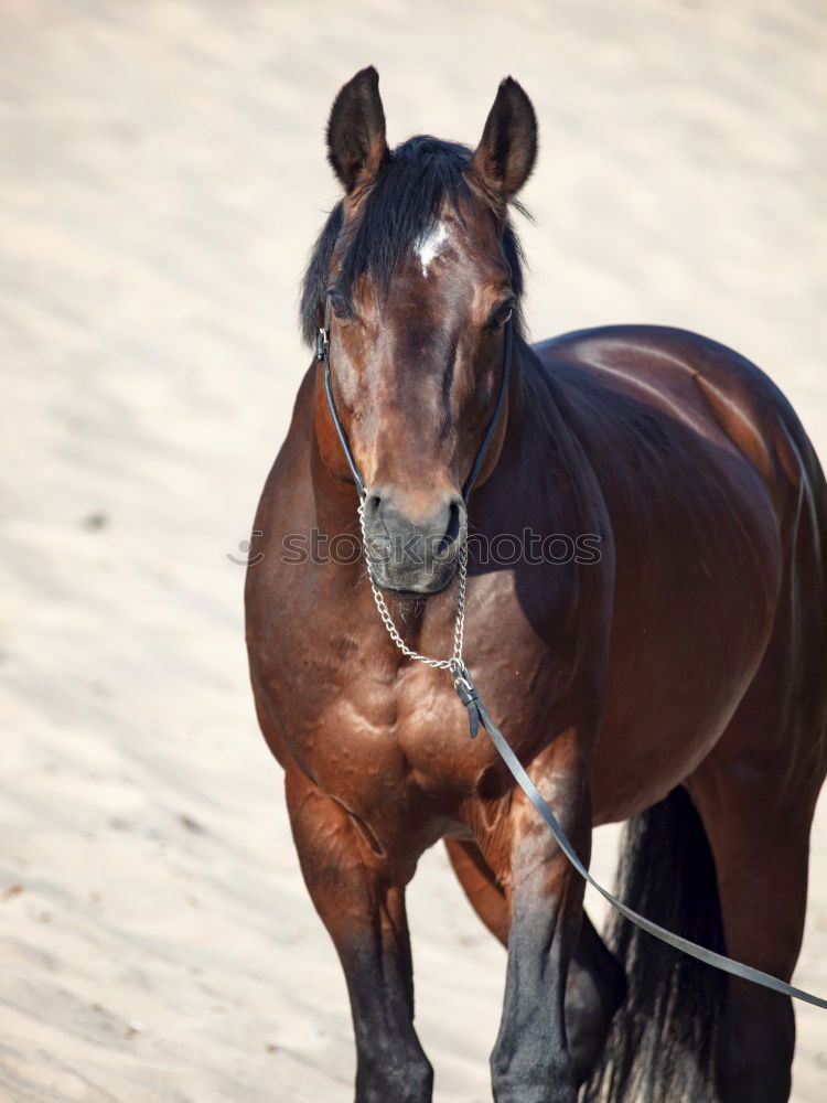 Similar – Image, Stock Photo Half Door Animal