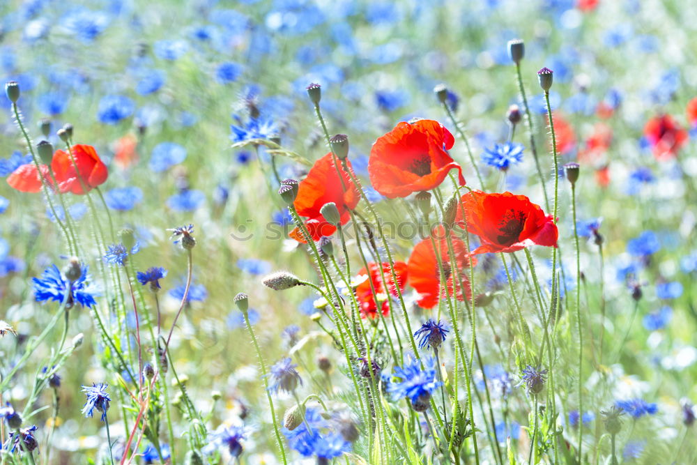 Similar – Image, Stock Photo Poppies and more. Summer