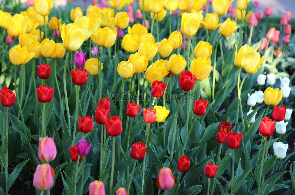 Similar – tulip garden