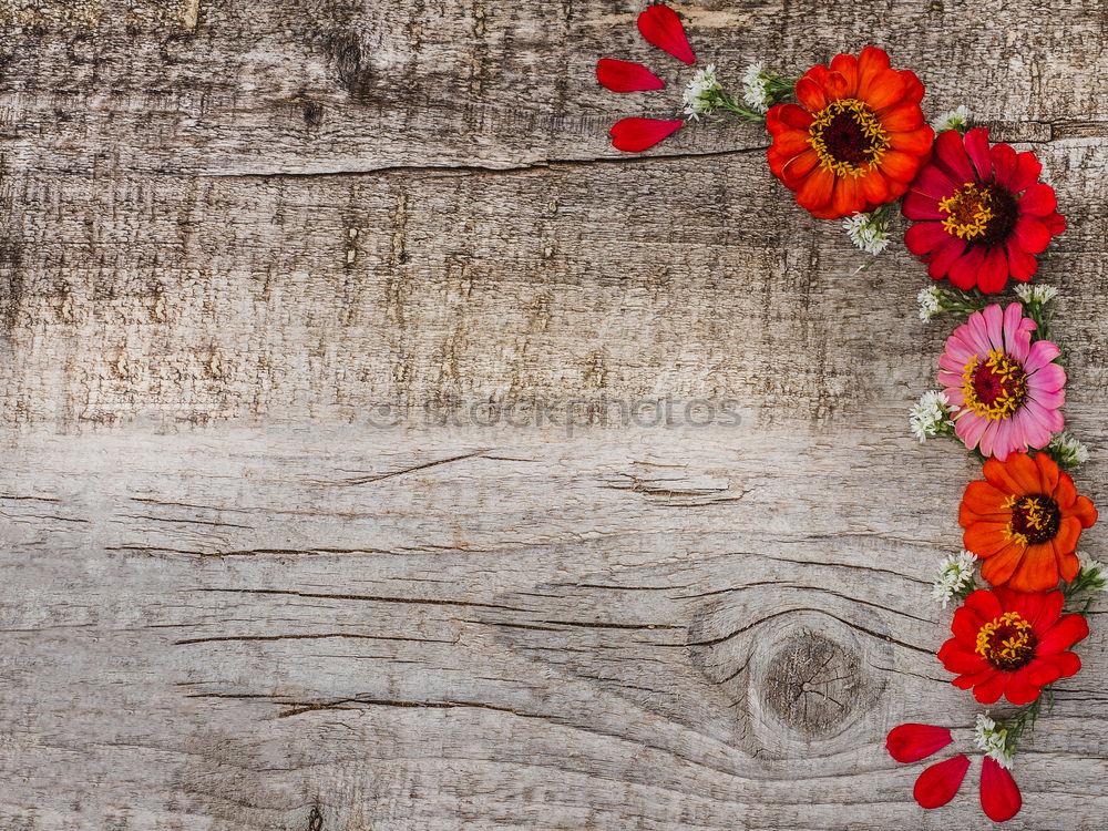 Similar – Background with garland of autumn leaves and berries