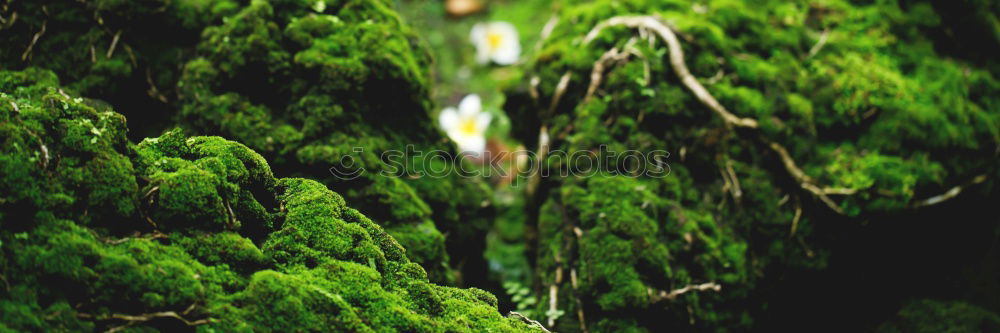 Similar – Foto Bild Mooswelten Pflanze grün