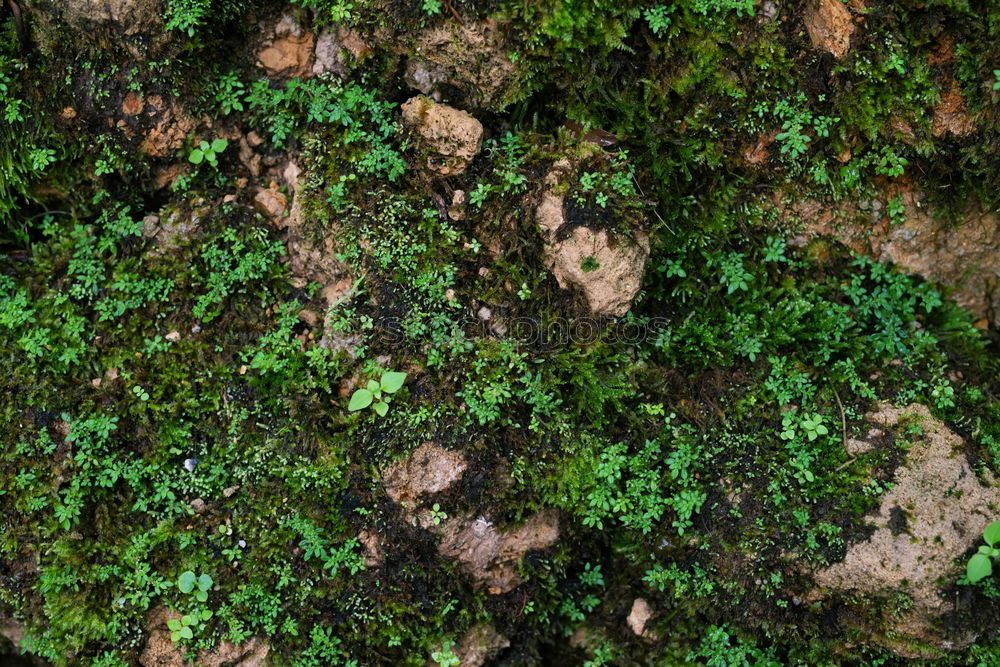 Similar – Image, Stock Photo Death and Life Plant Moss