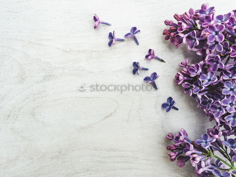 Similar – Dried blue butterfly pea flowers