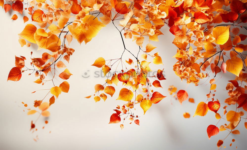 Similar – Image, Stock Photo Autumn bouquet in vase