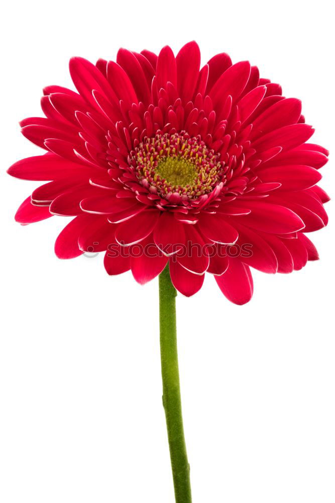 Similar – Image, Stock Photo gerbera Gerbera Flower