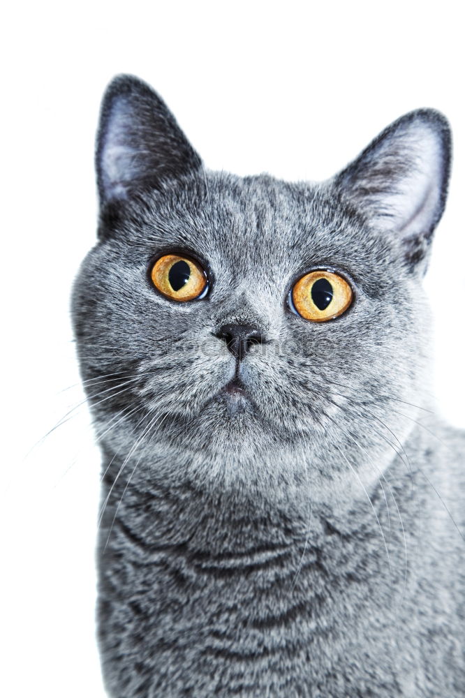 Similar – Image, Stock Photo Russian Blue Cat Elegant