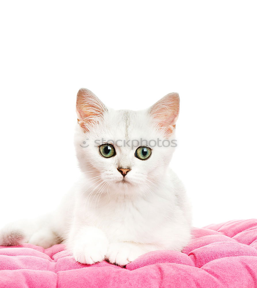 Similar – Image, Stock Photo Young slim girl with a cat pillow over her face