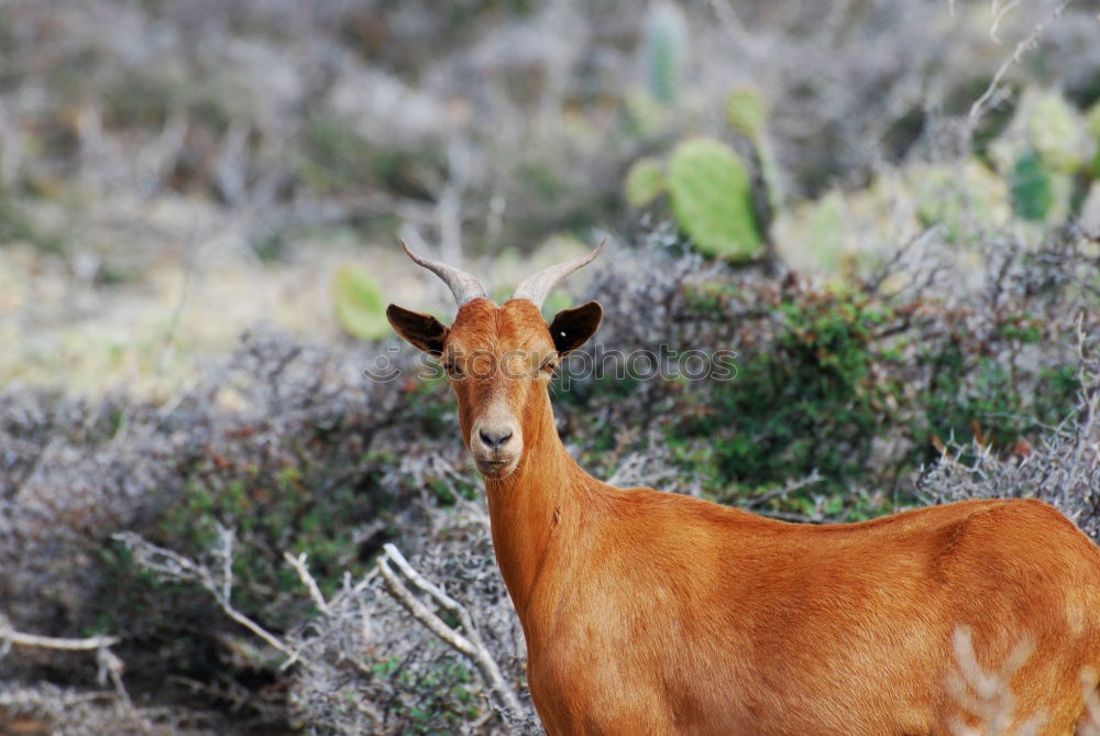 Similar – Foto Bild Guanacos exotisch Safari