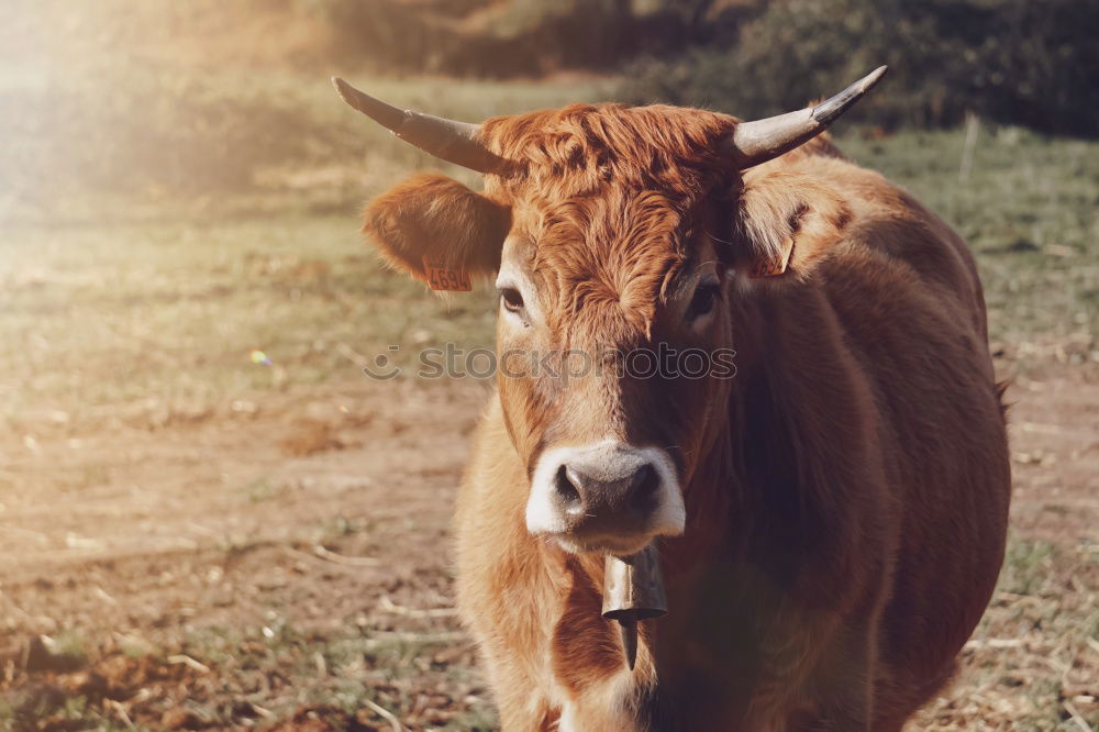 Similar – Image, Stock Photo Even if the cow’s tail wobbles,…