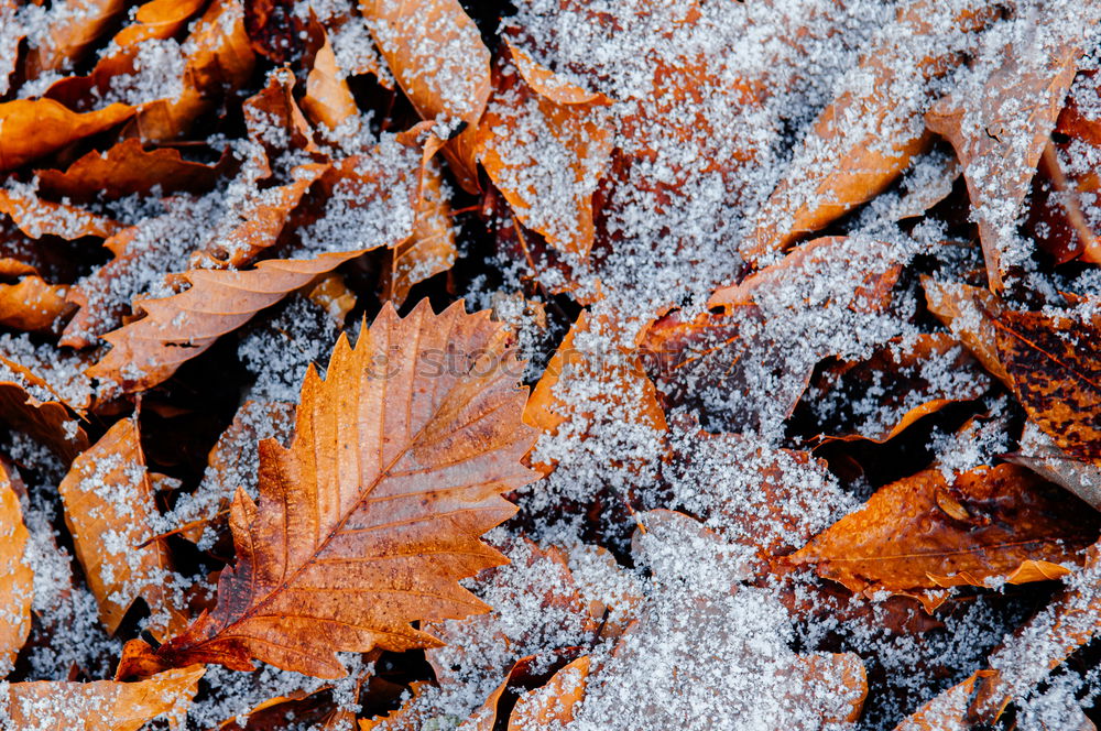 Similar – Amberry tree leaves, hoarfrost,