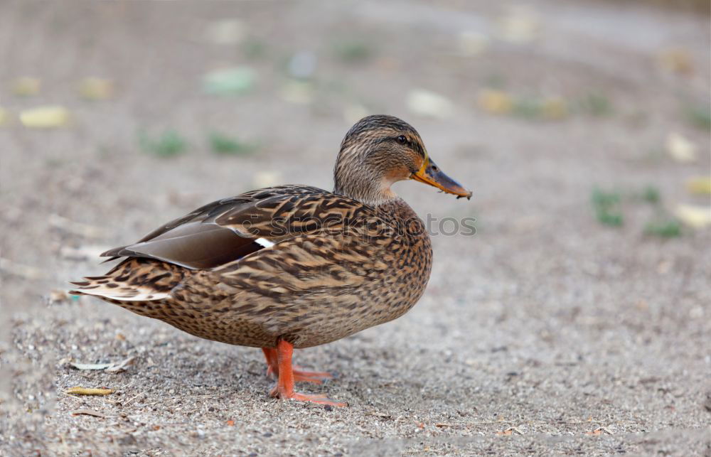 Similar – Image, Stock Photo Duck I Environment Nature