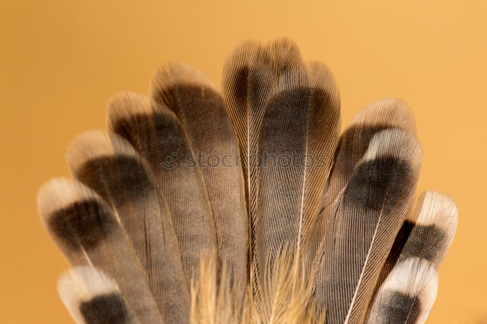 Similar – Gelb trocken Blüte Blume