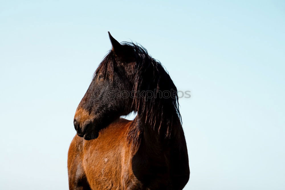 Image, Stock Photo Pony in the sky Horse