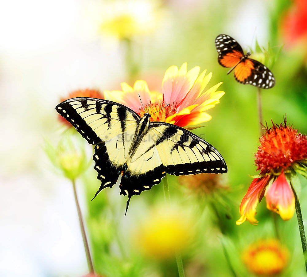 Similar – Image, Stock Photo butterfly in the morning…