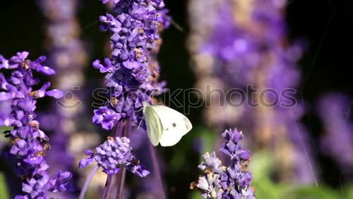 Similar – Image, Stock Photo flowering lavender is irresistible to bees