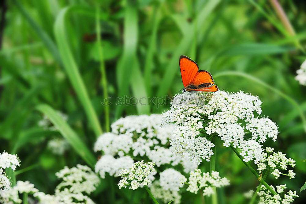 Similar – Foto Bild Bienen und Blumen weiß