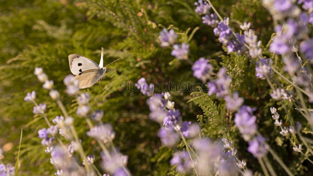 Similar – Image, Stock Photo Berlin Balcony Fauna II