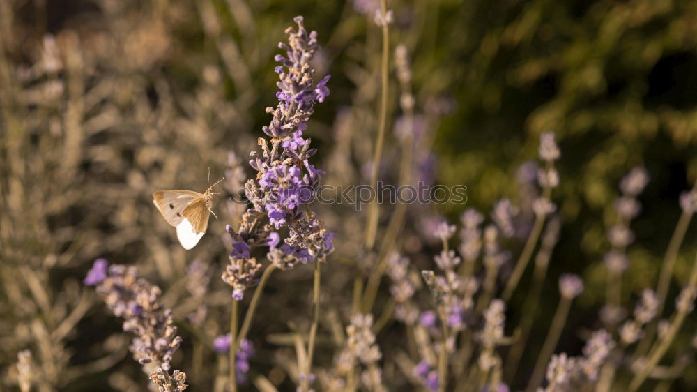 Similar – Image, Stock Photo Berlin Balcony Fauna II