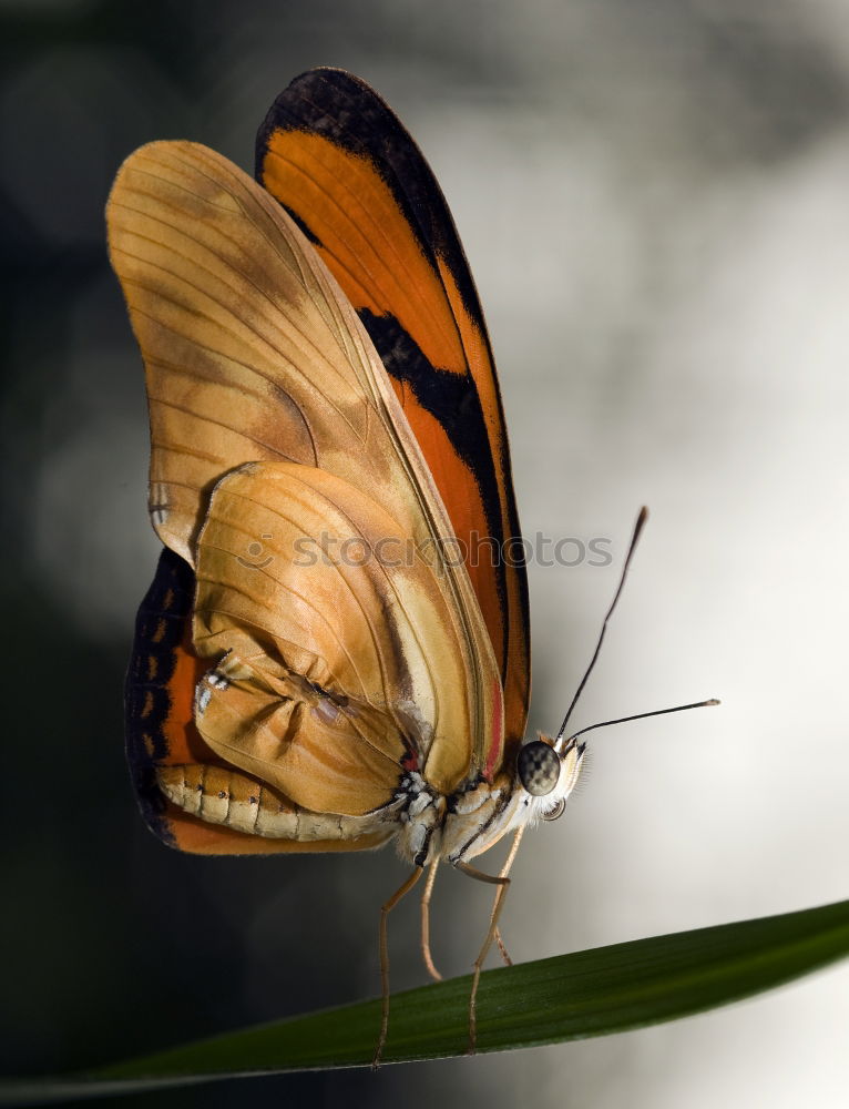 Similar – Image, Stock Photo admiral Plant Animal Sun