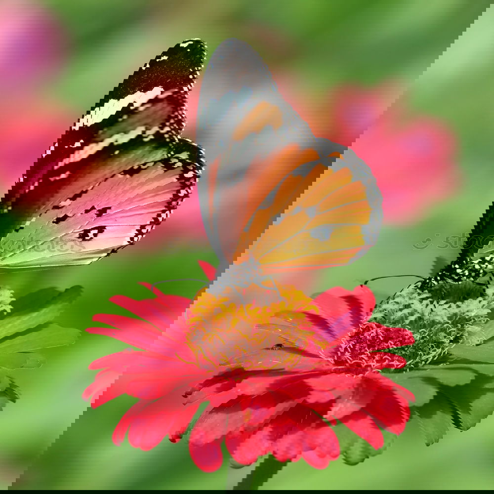 Similar – Image, Stock Photo red on red Wellness Life