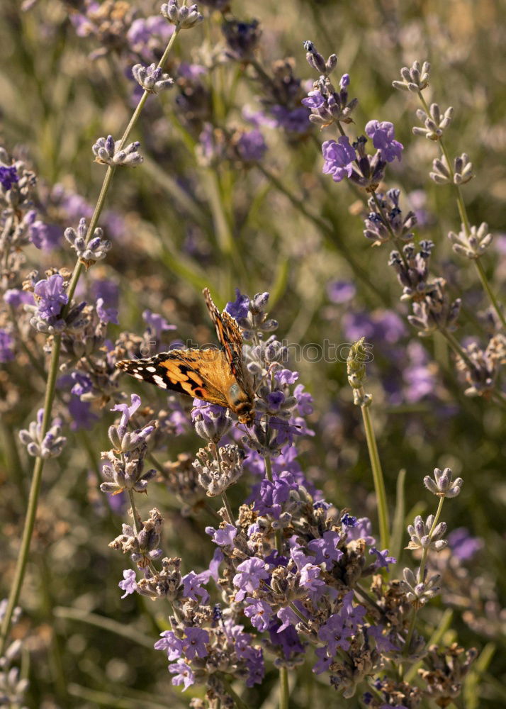 Similar – summer life Bumble bee