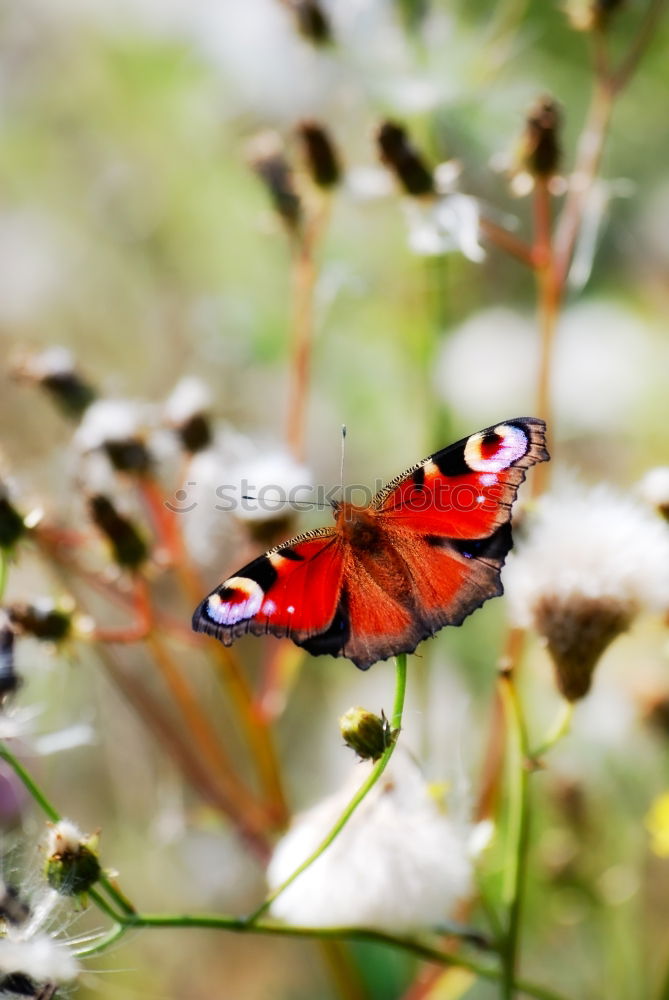 Butter.Fly. Schmetterling